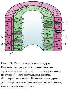 Кракен сайт как выглядит